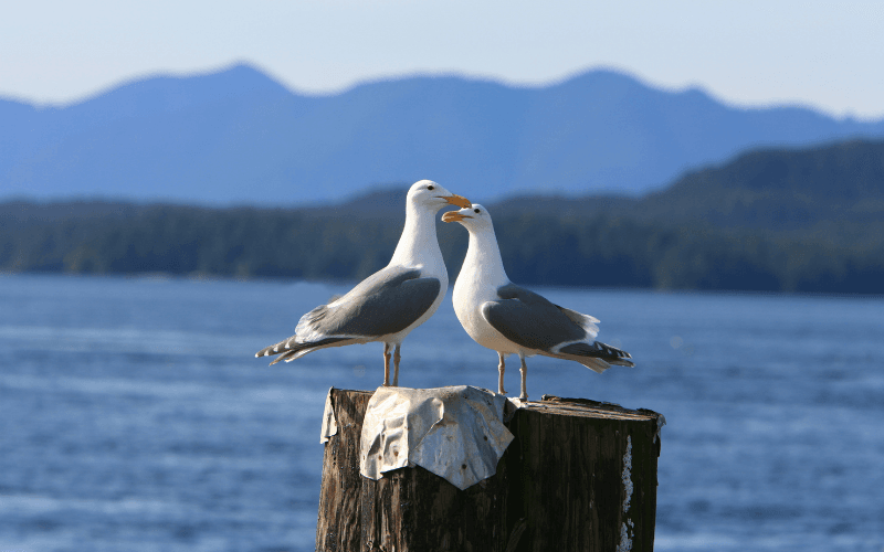 lovely doves