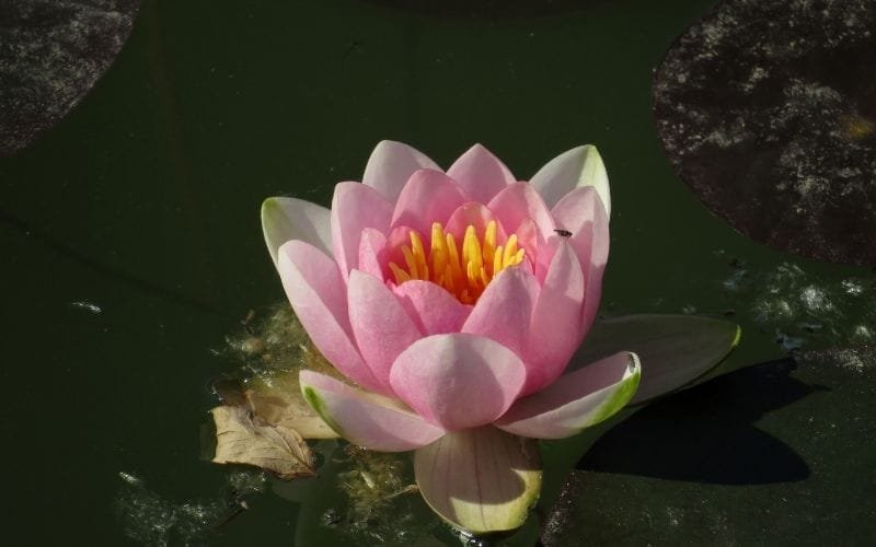 nothing to prove - flower that is blossoming